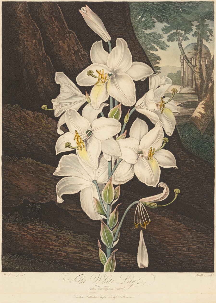 El Templo de Flora; o Jardín de la Naturaleza: Lirio Blanco con Hojas Variegadas de Joseph Constantine Stadler