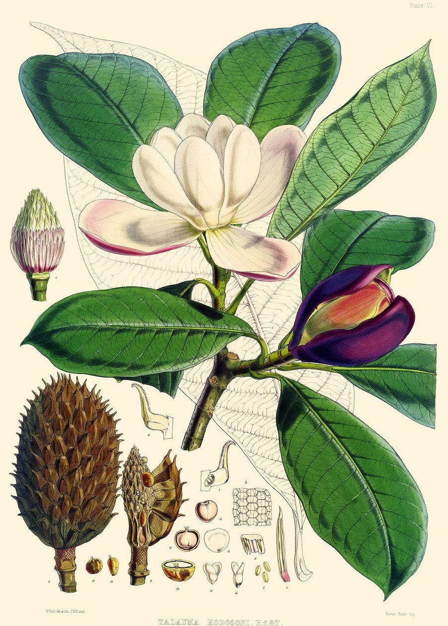 Magnolia hodgsonii, 1855 de Joseph Dalton Hooker