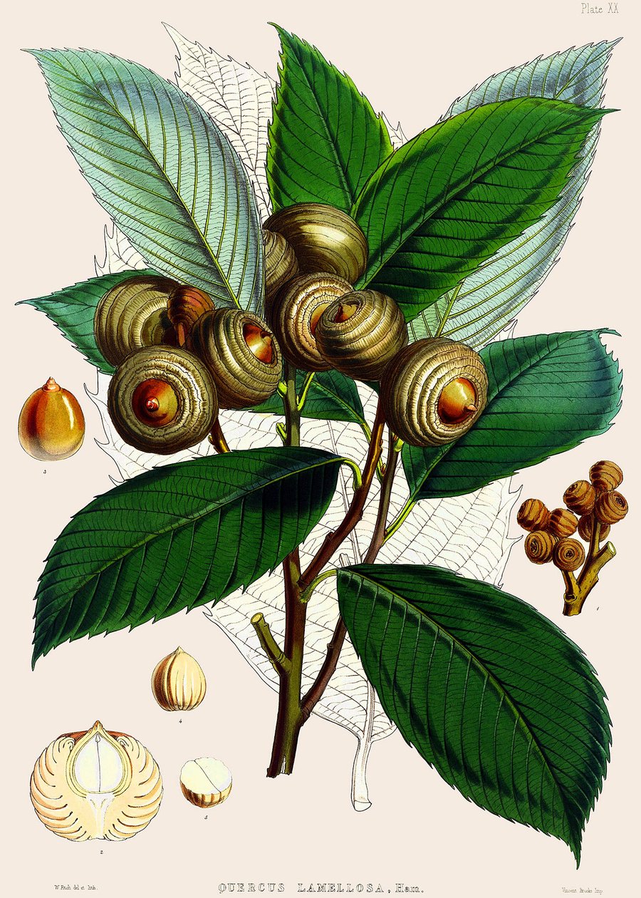 Quercus lamellosa de Joseph Dalton Hooker