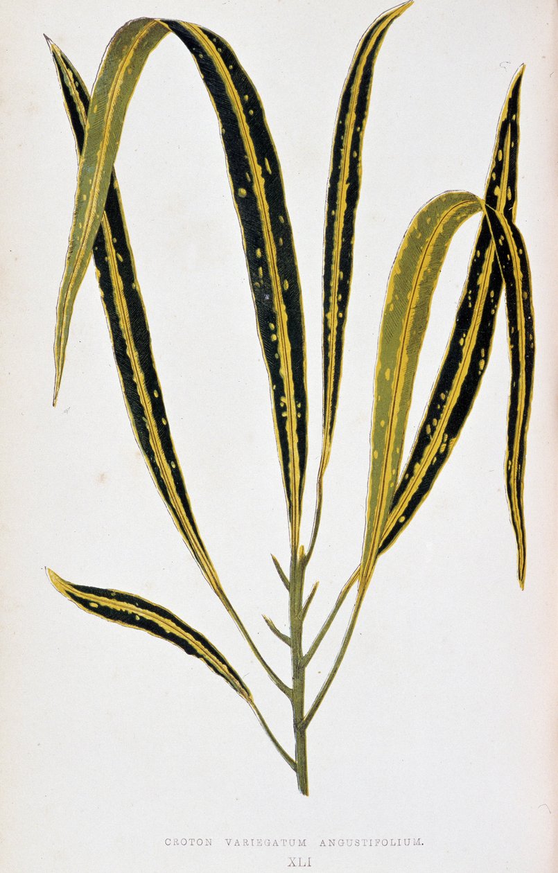 Croton leaf variegatum angustifolium. Tabla botánica en "Plantas con follaje colorido. Colección de las especies más notables utilizadas para decorar jardines, invernaderos y apartamentos, por Edward Joseph Lowe y W. Howard, miembros de la London Horticult de Joseph Edward and Howard W Lowe