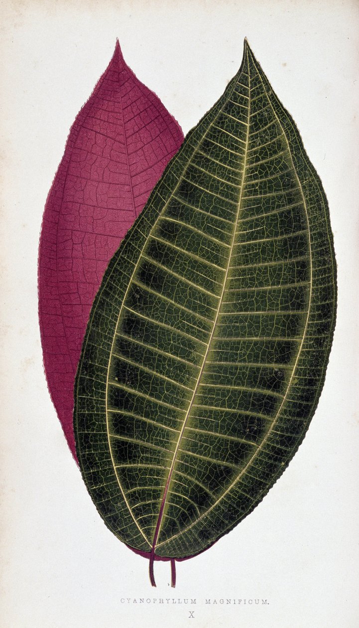 Hoja de Cyanophyllum Magnificum. Tabla botánica en "Plantas con follaje colorido. de Joseph Edward and Howard W Lowe