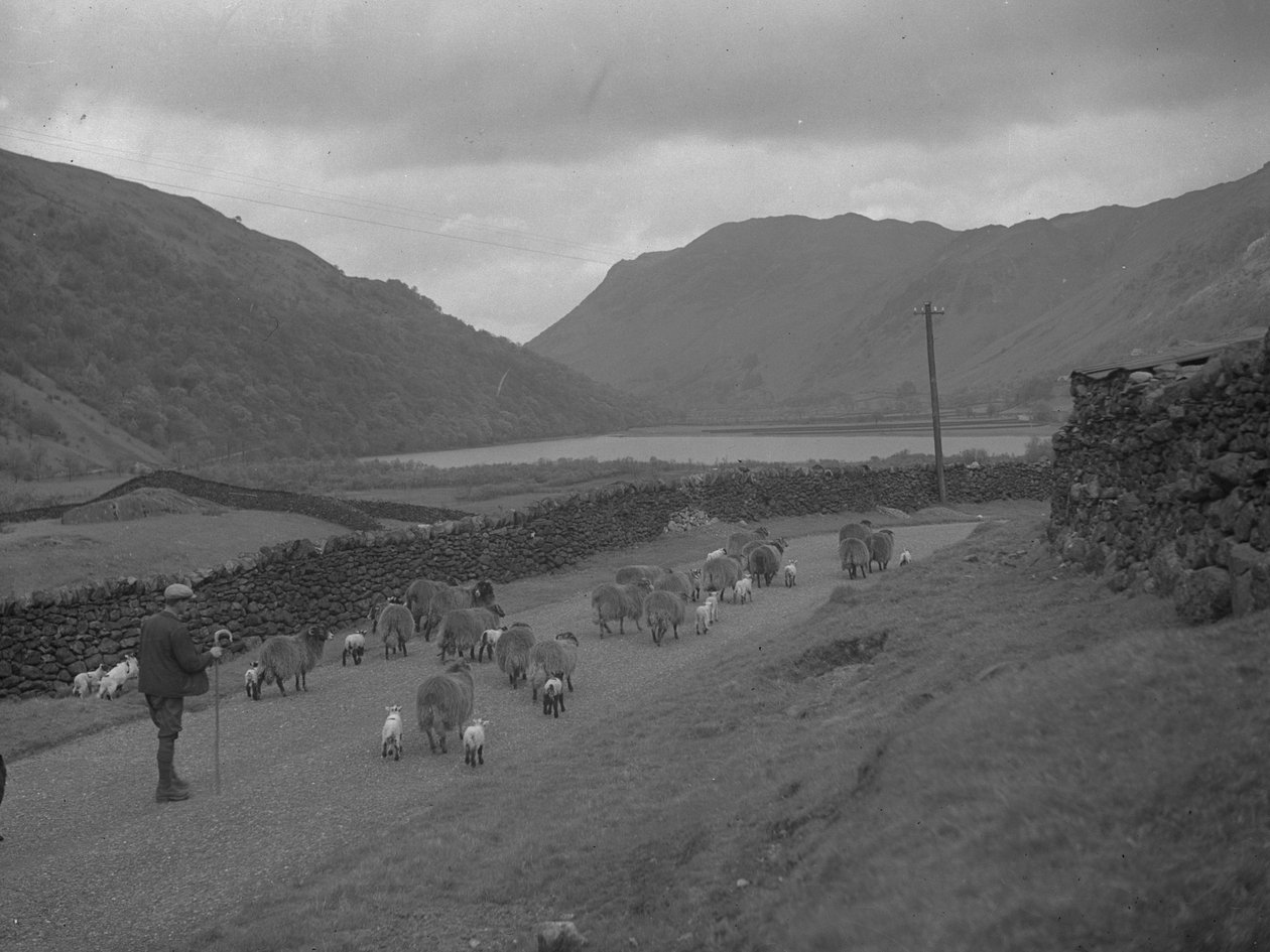 Un granjero pastorea un rebaño de ovejas y corderos a lo largo de una carretera, con un lago y unas colinas de fondo. de Joseph Hardman