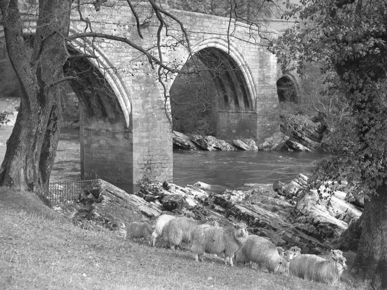 Un rebaño de ovejas reunido cerca del Puente del Diablo de Joseph Hardman