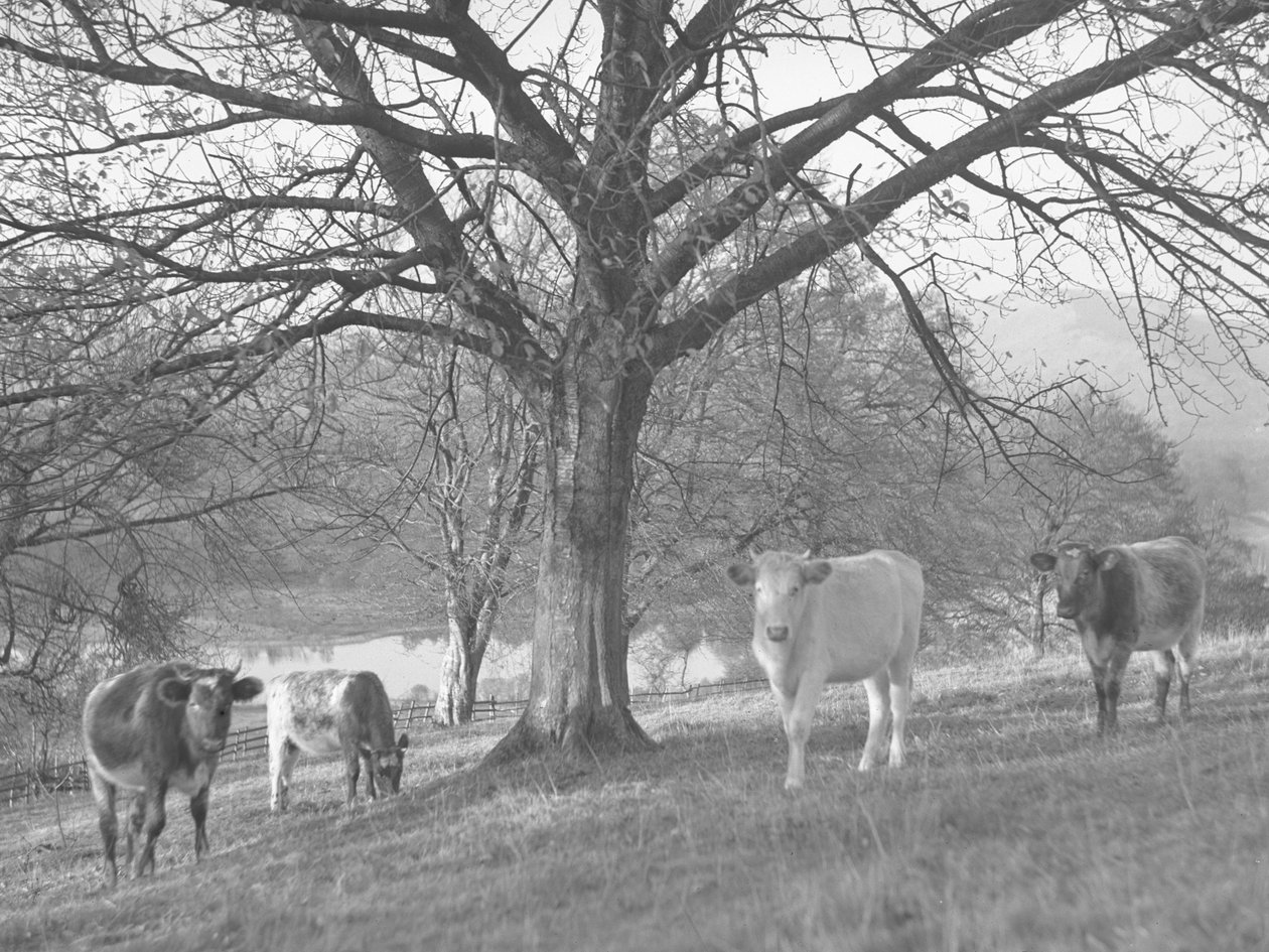 Un grupo de vacas en un campo con un lago al fondo de Joseph Hardman