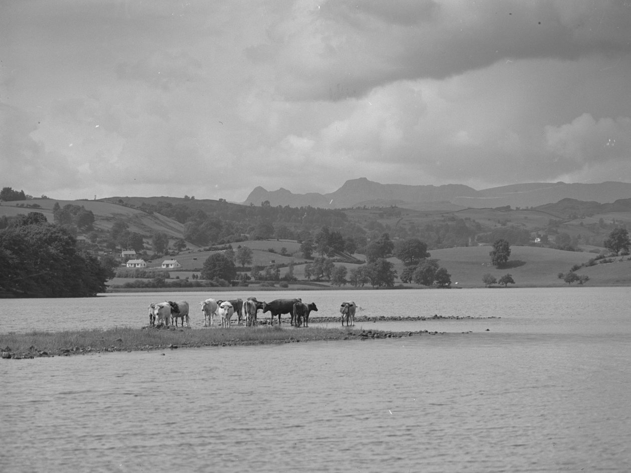 Un grupo de vacas en un banco de arena en Esthwaite Water de Joseph Hardman