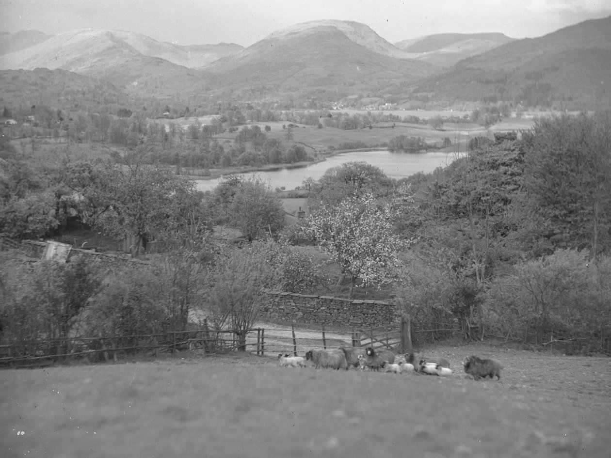 Una vista de ovejas pastando en un campo con corderos, al fondo un lago, colinas y bosques. de Joseph Hardman
