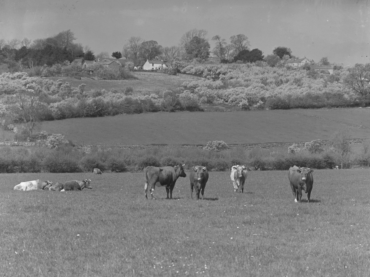 Vacas en el campo de Joseph Hardman