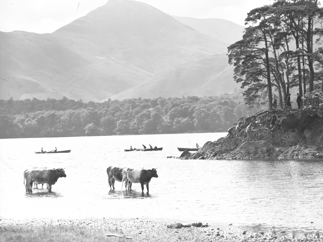 Vacas de pie en aguas poco profundas en Thirlmere con lago, botes de remos y se quedó atrás de Joseph Hardman