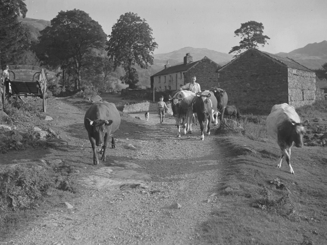 Conducir vacas por una carretera de Joseph Hardman