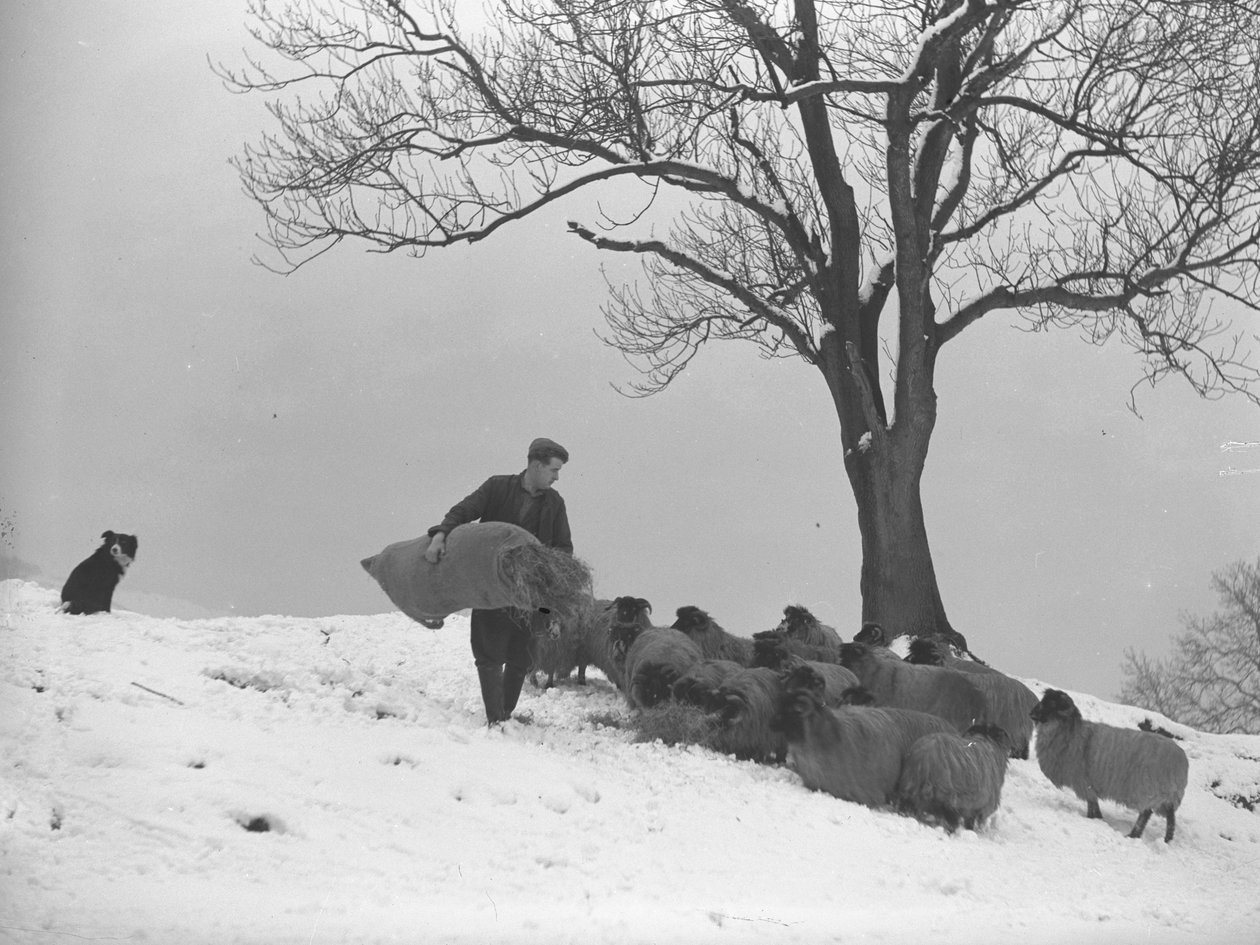 Granjero cargando un saco de heno para alimentar a un rebaño de ovejas de Joseph Hardman
