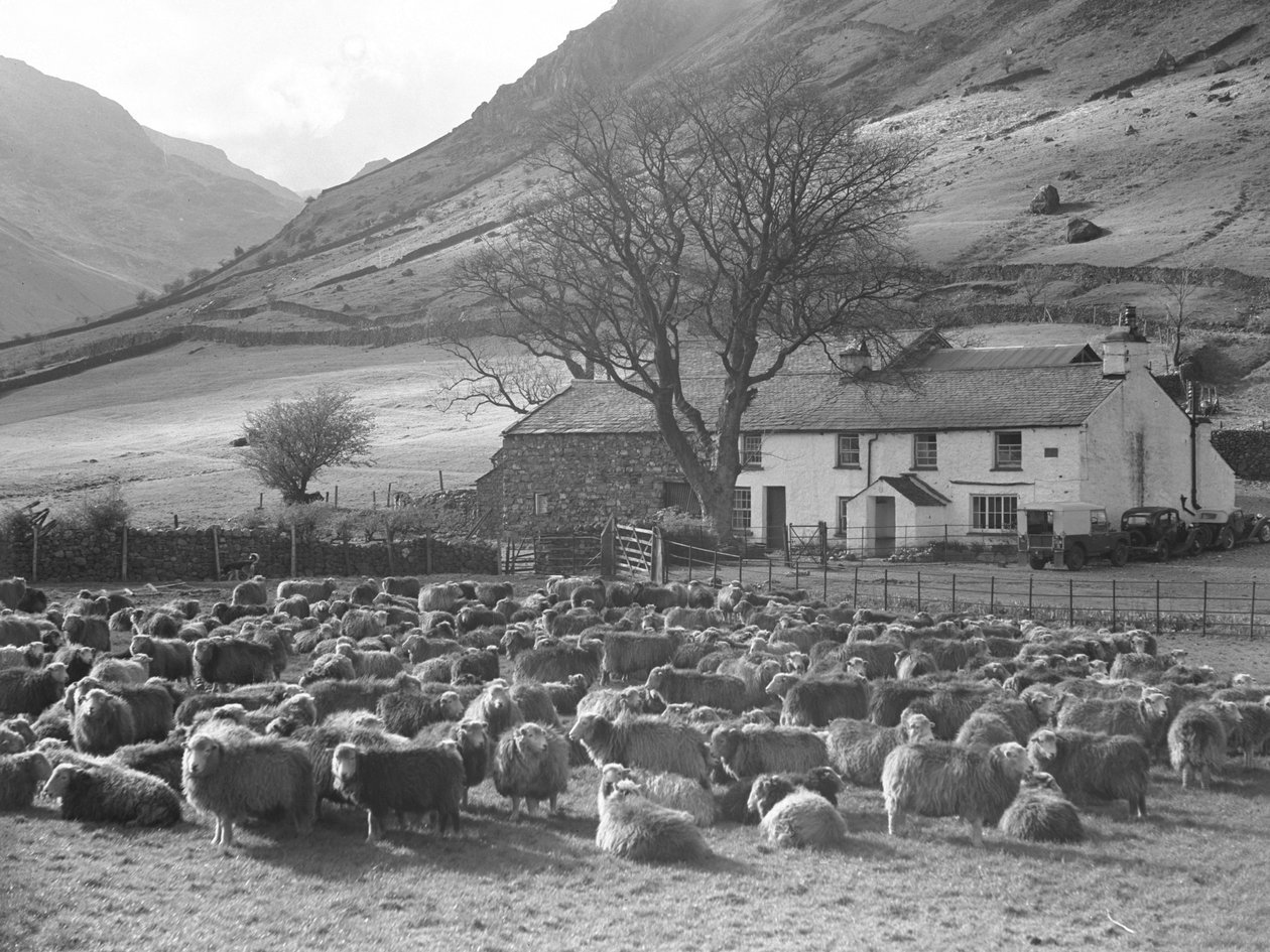 Campo de ovejas frente a una granja de Joseph Hardman