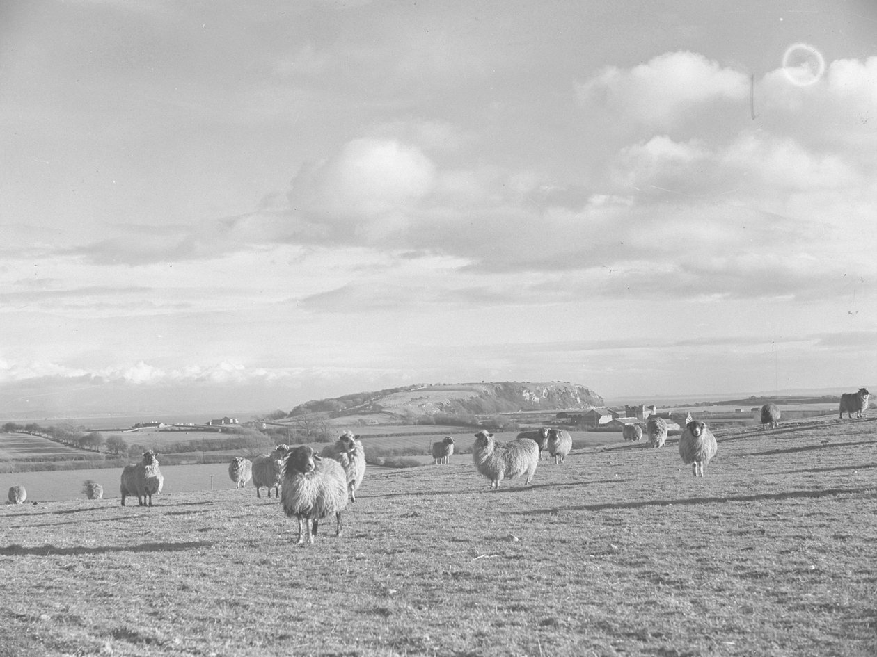 Rebaño de ovejas pastando cerca de Humphrey Head de Joseph Hardman