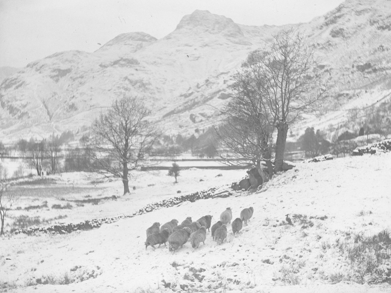Rebaño de ovejas en la nieve en Langdale de Joseph Hardman