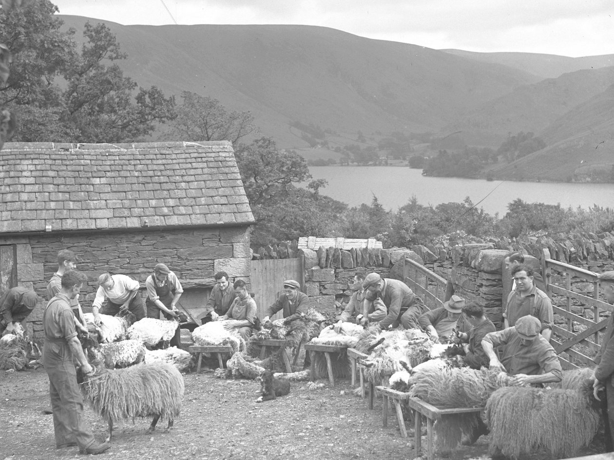 Hombres esquilando ovejas en bancos de Joseph Hardman
