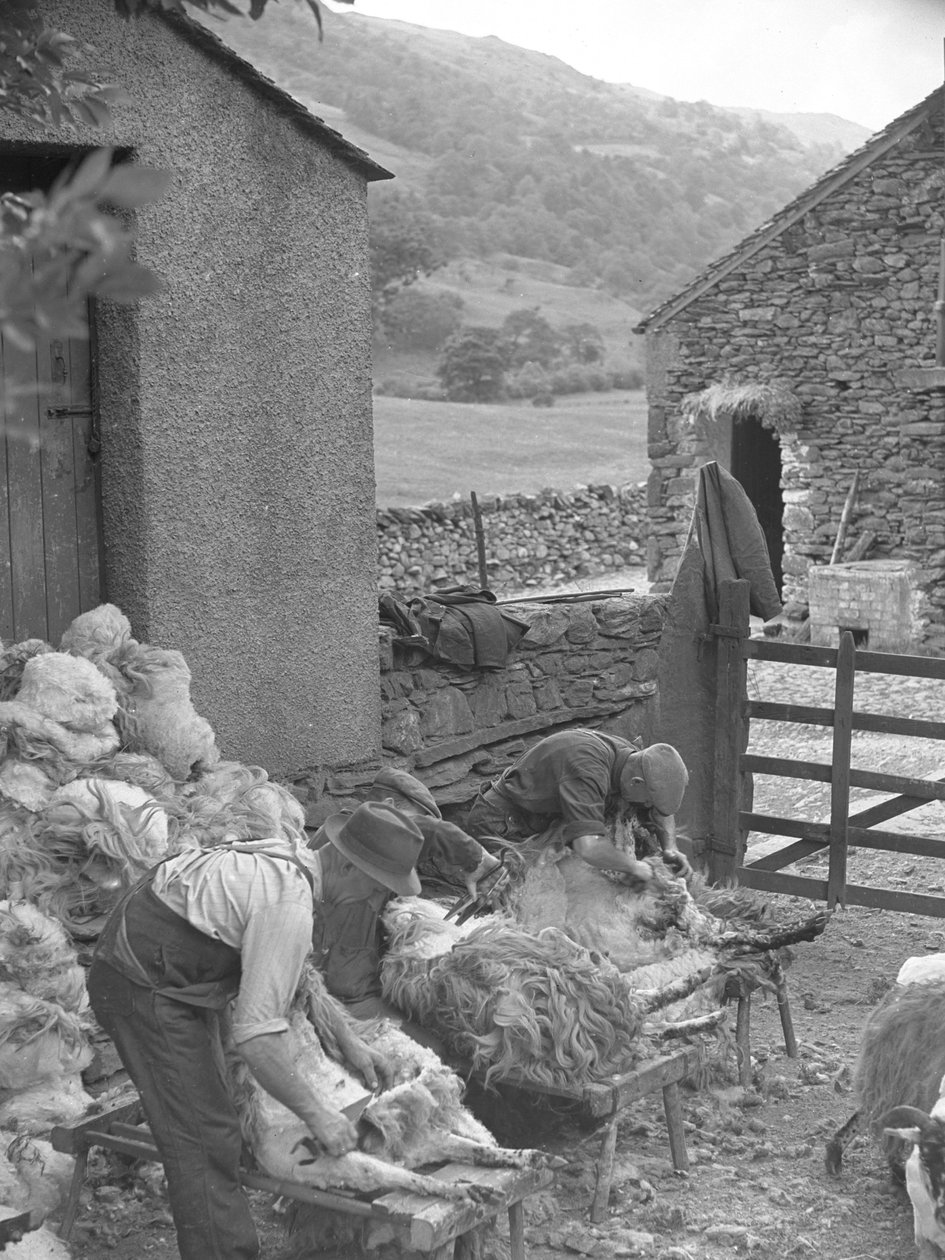 Hombres esquilando ovejas en bancos de Joseph Hardman