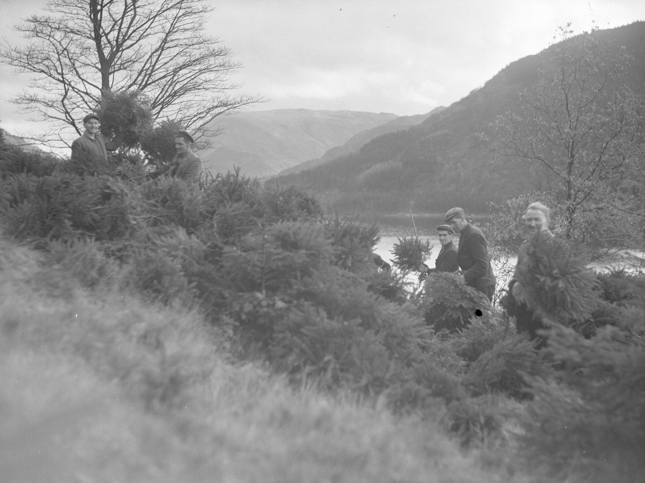 Hombres trabajando entre árboles de Navidad talados en Thirlmere de Joseph Hardman