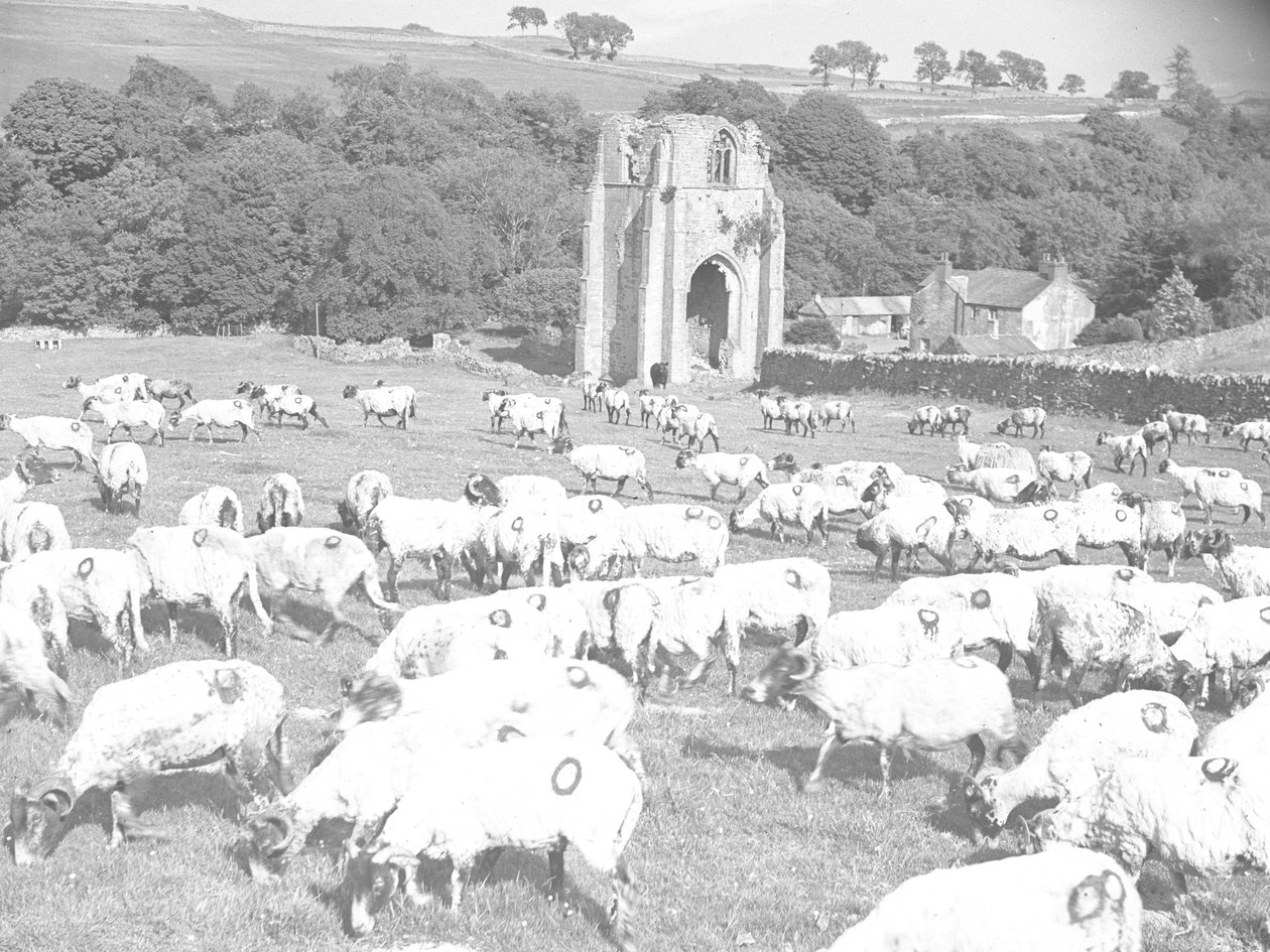 Ovejas pastando en un campo frente a la abadía de Shap de Joseph Hardman