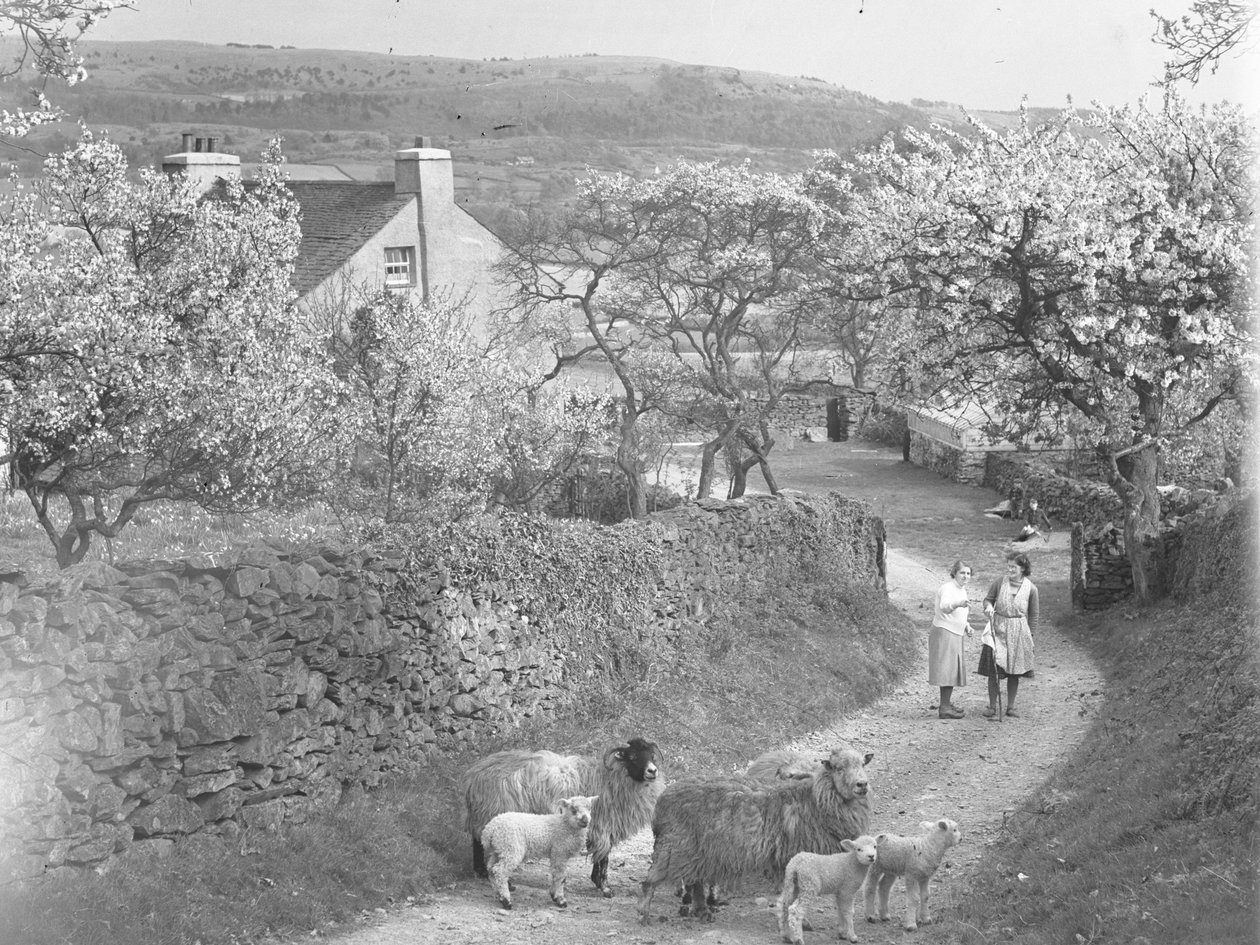 Ovejas y corderos en la pista con árboles en flor a ambos lados de Joseph Hardman