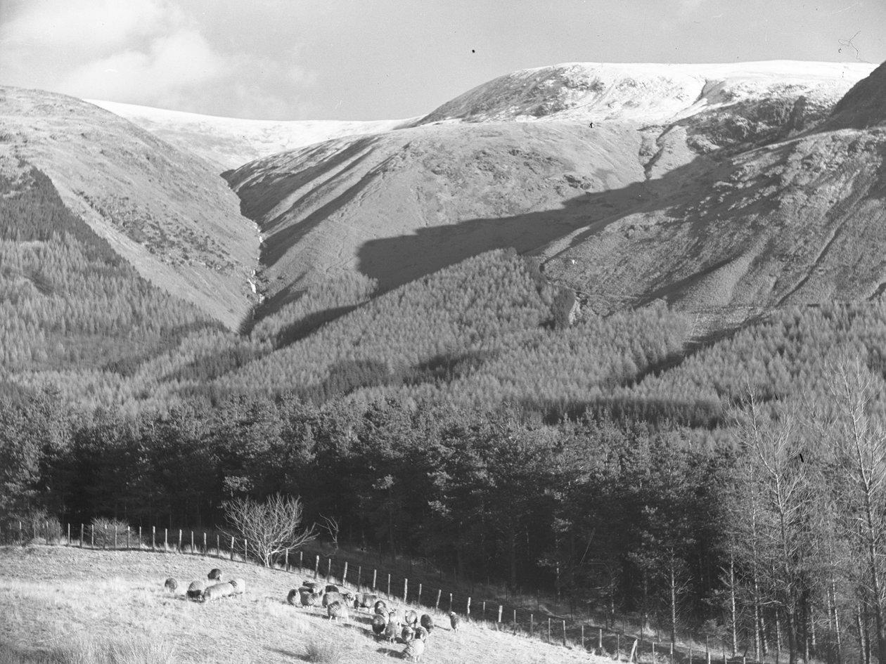 Ovejas en el campo junto a una plantación de coníferas con los fells al fondo de Joseph Hardman