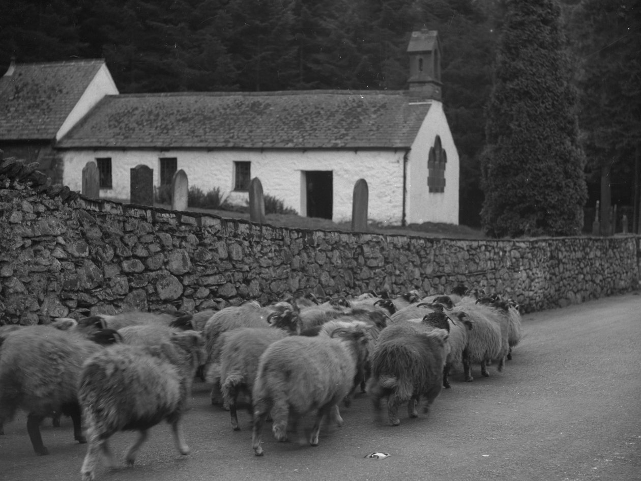 Ovejas caminando por la carretera fuera de la iglesia en Thirlmere de Joseph Hardman