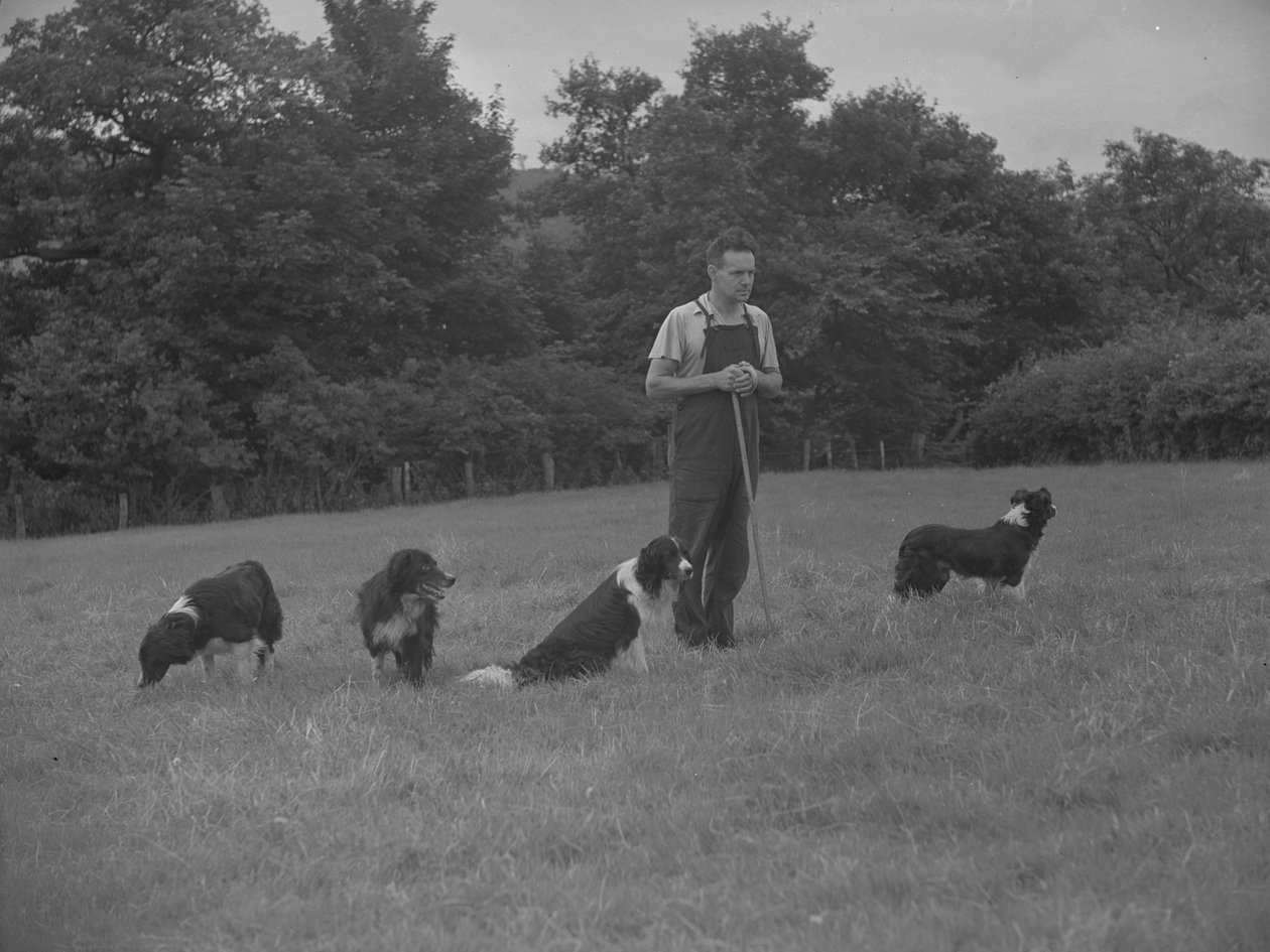 Pastor y cuatro perros de Joseph Hardman