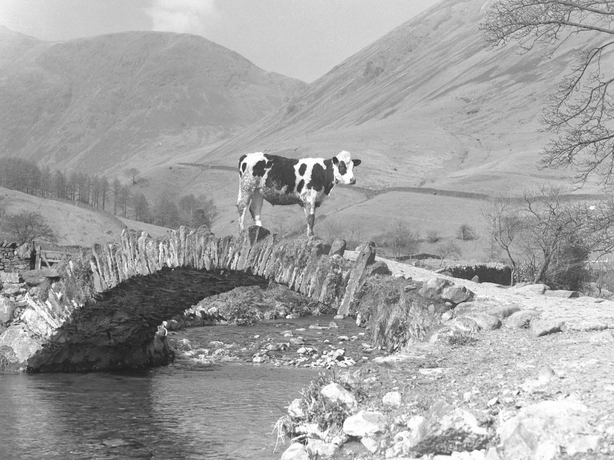 Vaca soltera en lo alto del puente del caballo de carga de Joseph Hardman