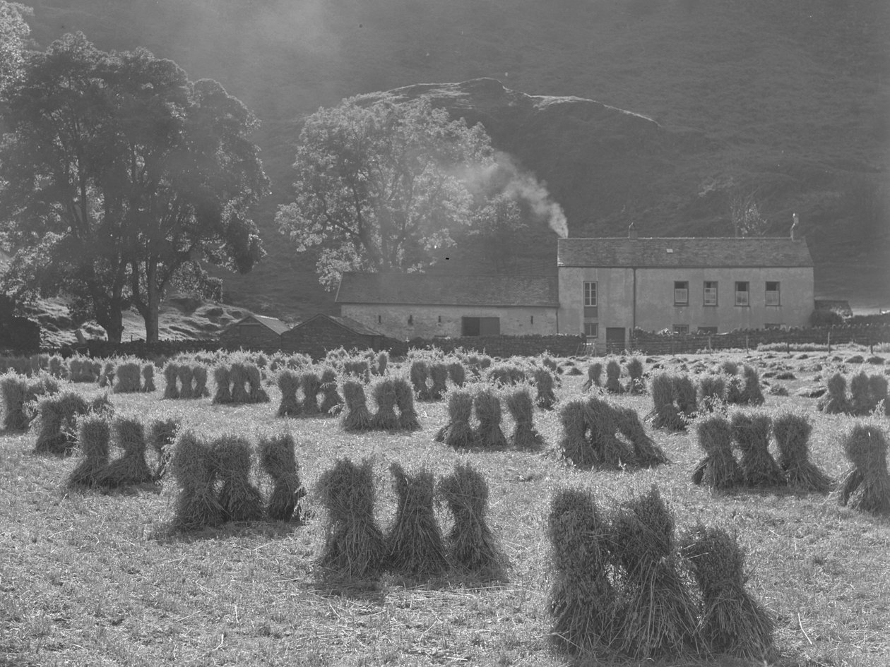 Granos de maíz en primer plano y granja al fondo de Joseph Hardman