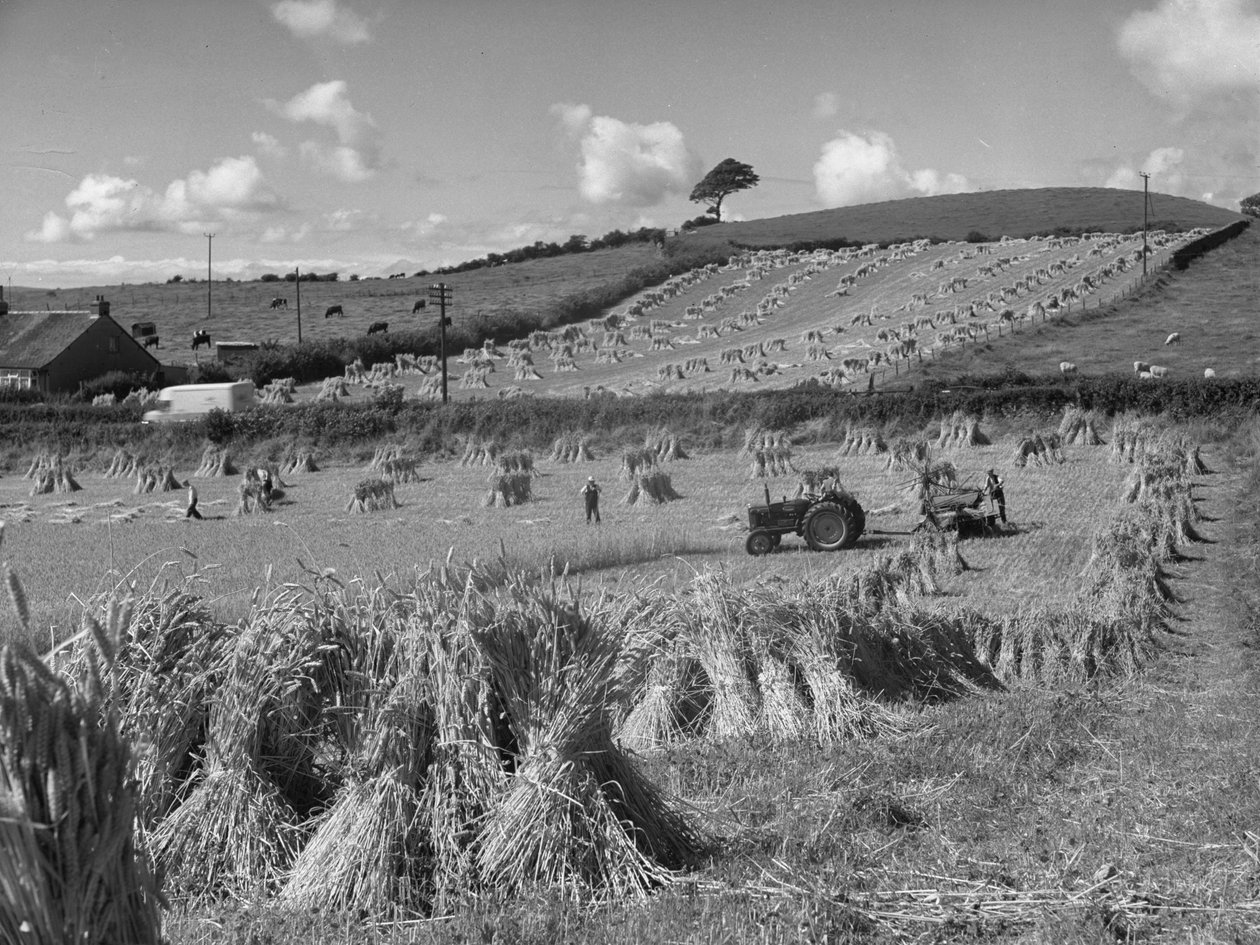 Tractor en el campo cosechando trigo con una atadora de Joseph Hardman