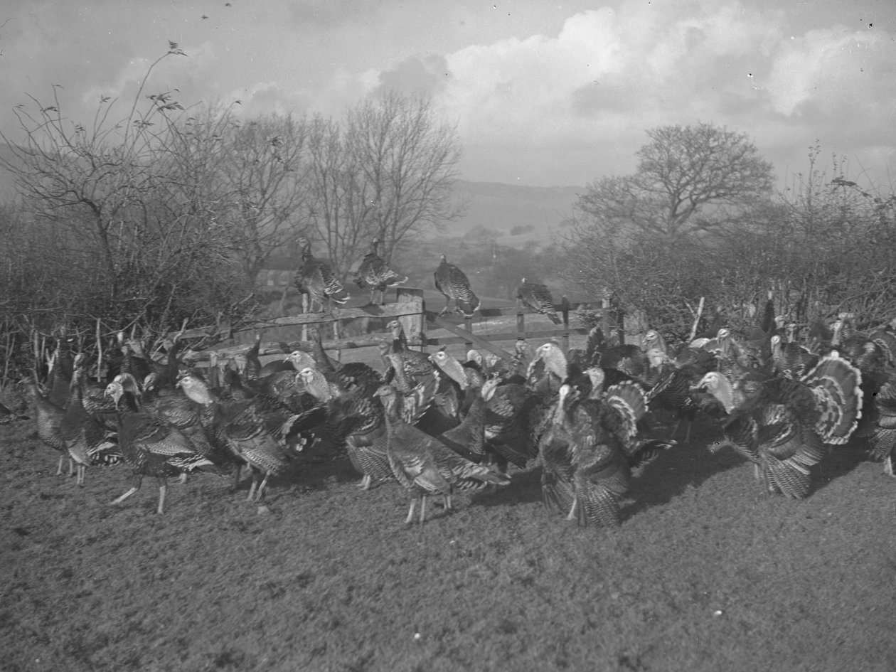 Pavos en el campo y sentados en la valla de Joseph Hardman