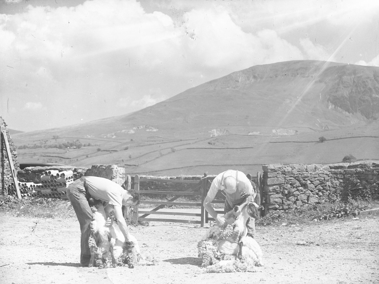 Dos ovejas son esquiladas a mano en Thirlmere de Joseph Hardman