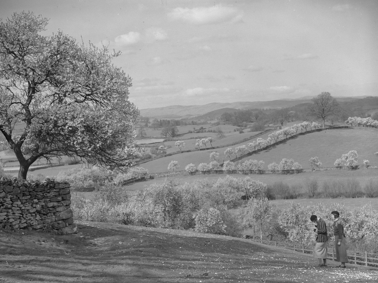 Dos mujeres mirando árboles en flor en primer plano de Joseph Hardman