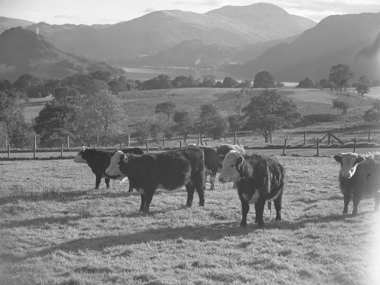 Vacas jóvenes en un campo con lago y fells al fondo de Joseph Hardman