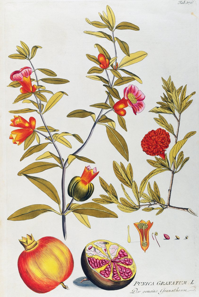 Granada (Punica granatum) por Joseph Jacob von Plenck (1735-1807), de Icones plantarum medicinalium, Viena de Joseph Jacob Plenck
