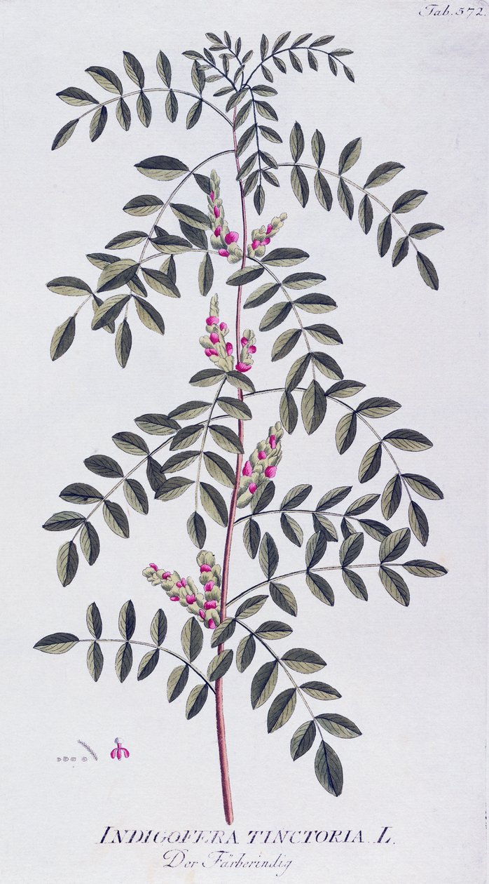 Índigo verdadero (Indigofera tinctoria) por Joseph Jacob von Plenck (1735-1807), de Icones plantarum medicinalium, Viena de Joseph Jacob Plenck
