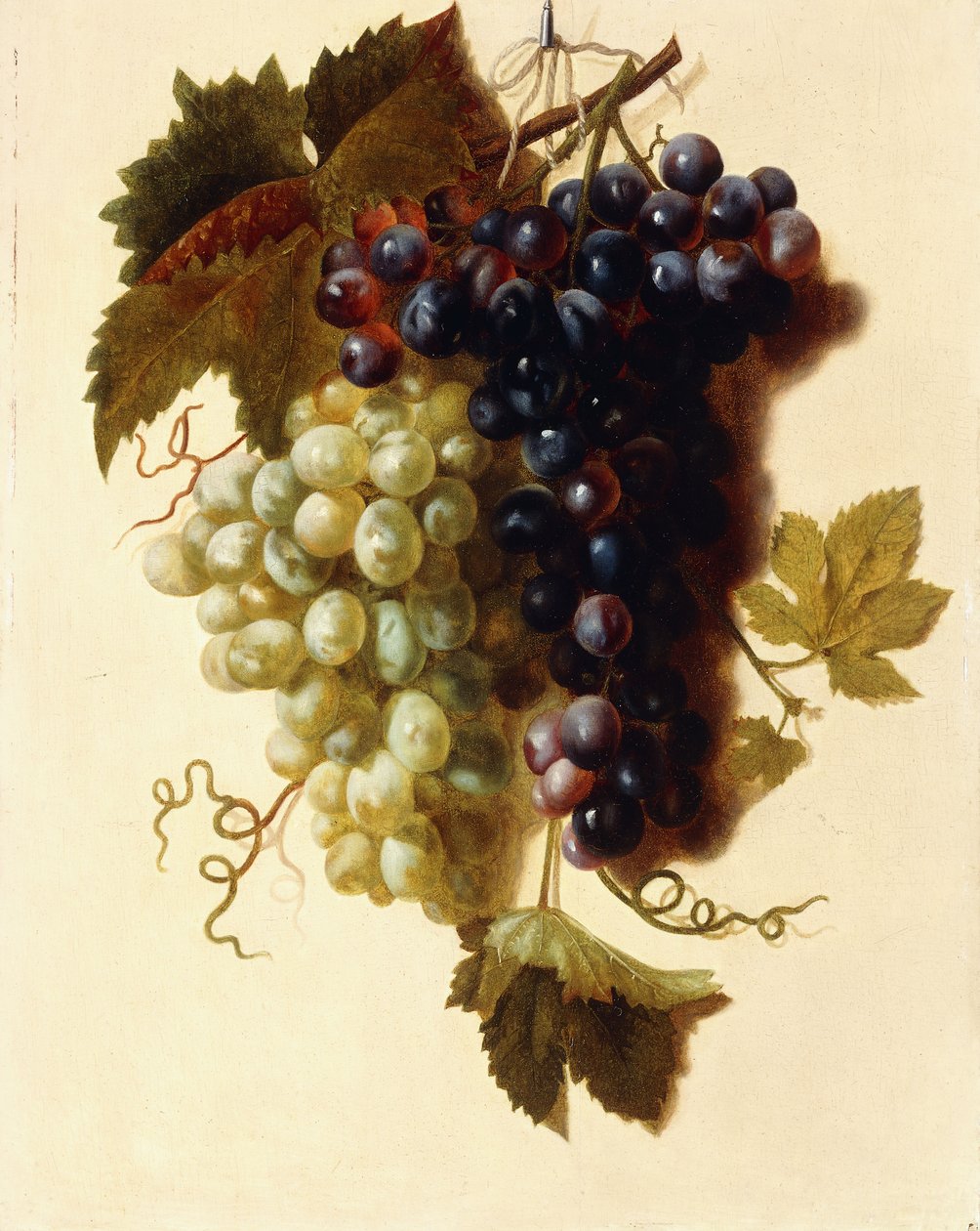 Racimos de uvas verdes y rojas suspendidos de una cuerda, c.1796 de Joseph Laurent Malaine