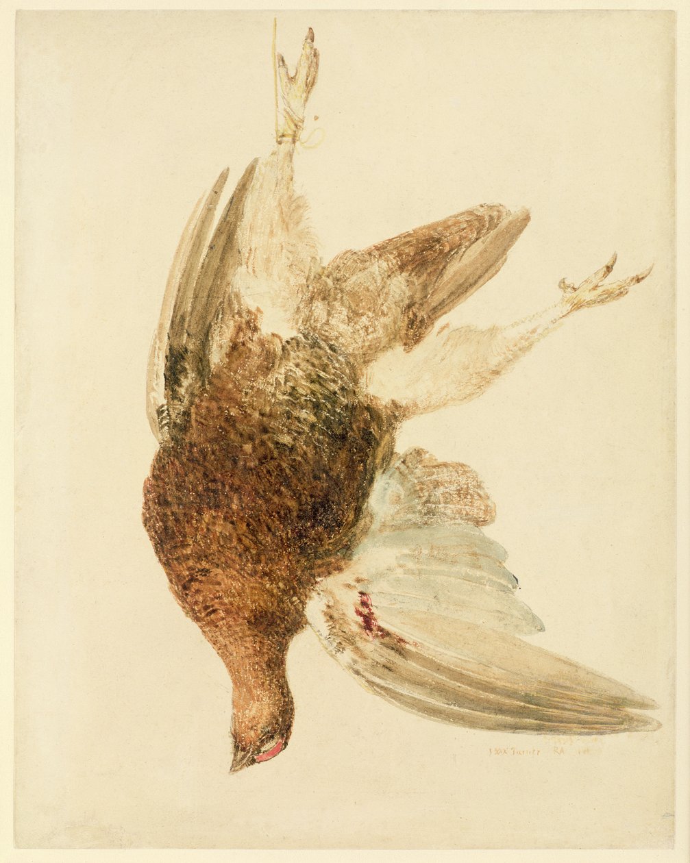 Urogallo, del Libro de Aves de Farnley, c.1816 de Joseph Mallord William Turner