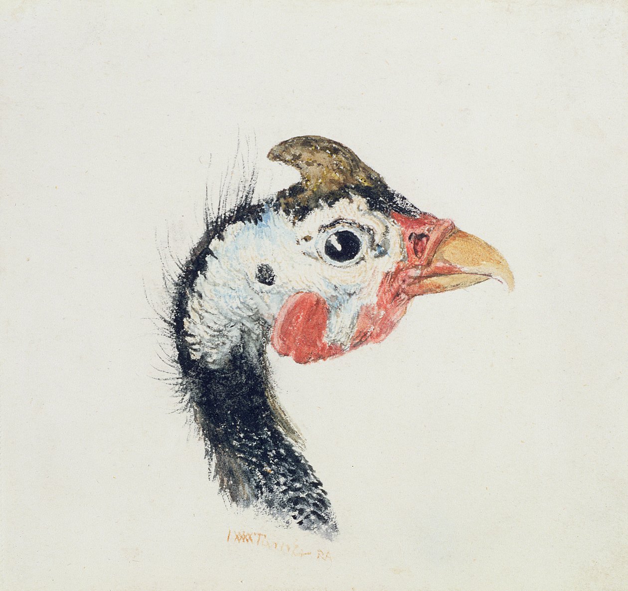 Gallina de Guinea, del 