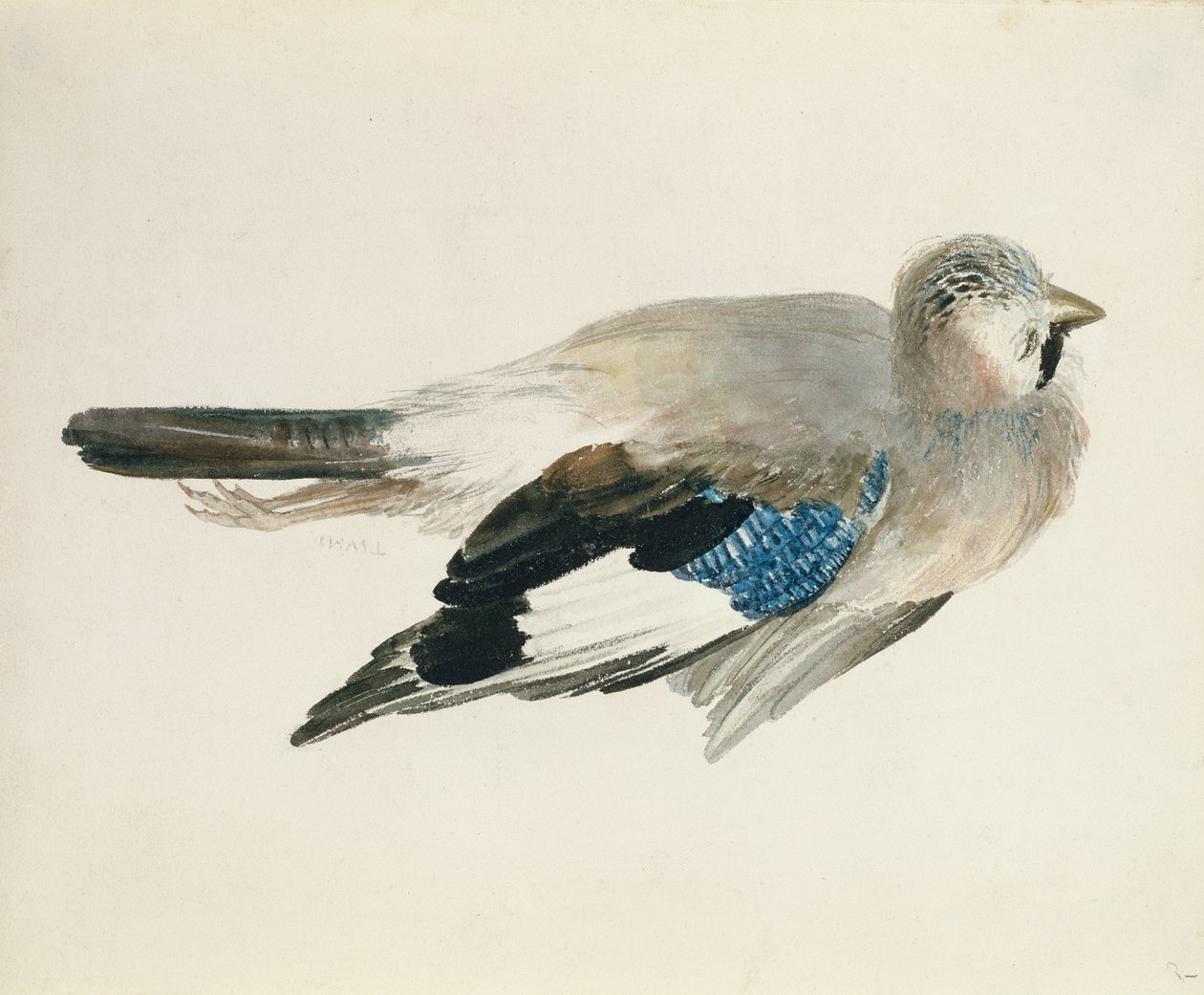 Arrendajo, del Libro de Aves de Farnley, c.1816 de Joseph Mallord William Turner