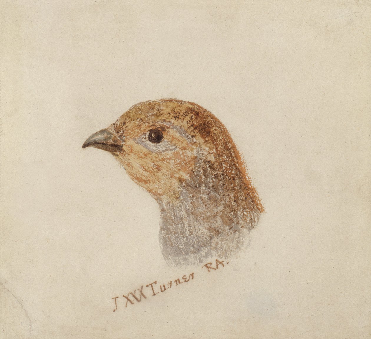Perdiz, del Libro de Aves de Farnley, c.1816 de Joseph Mallord William Turner