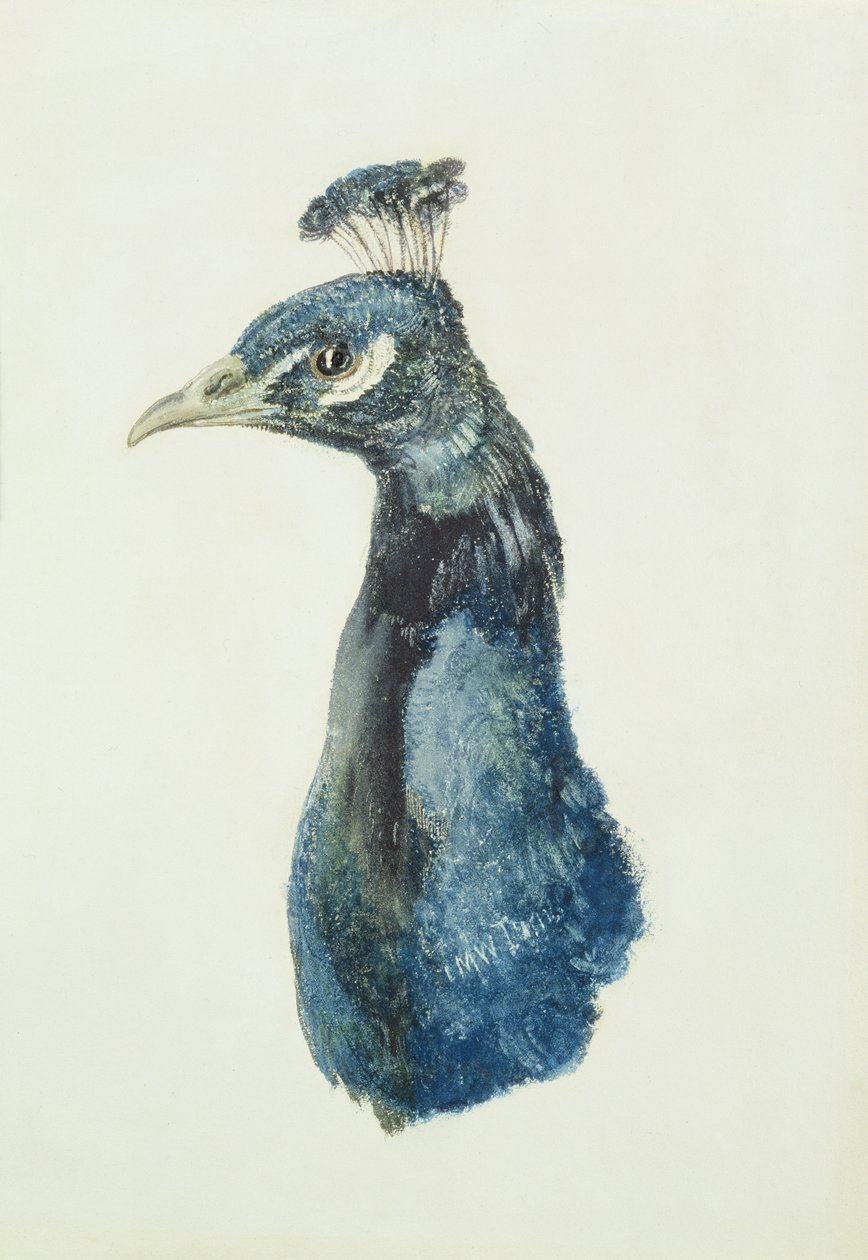 Pavo real, del Libro de Aves de Farnley, c.1816 de Joseph Mallord William Turner