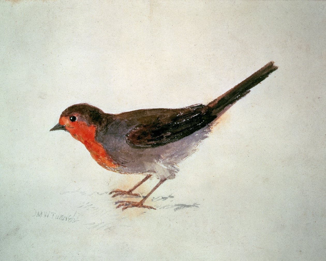 Petirrojo, del Libro de Aves de Farnley, c.1816 de Joseph Mallord William Turner