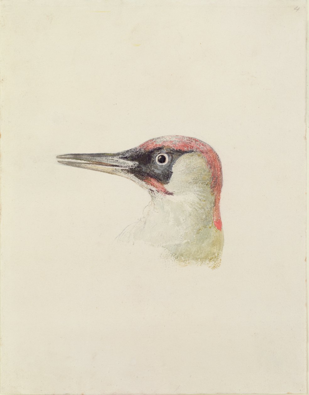 Pájaro carpintero, del Libro de Aves de Farnley, c.1816 de Joseph Mallord William Turner