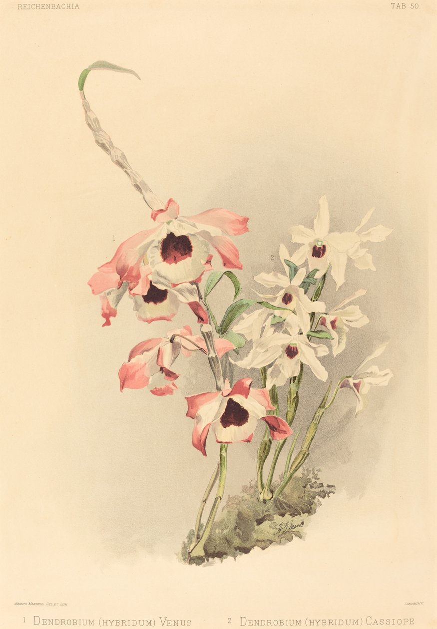 Dendrobium Hybridium Venus y Dendrobium Hybridium Cassiope de Joseph Mansell