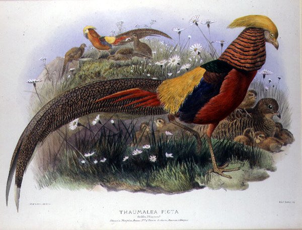 Thaumalea picta (Faisán Dorado) grabado por M. & N. Hanhart de Joseph and Smit J. Wolf