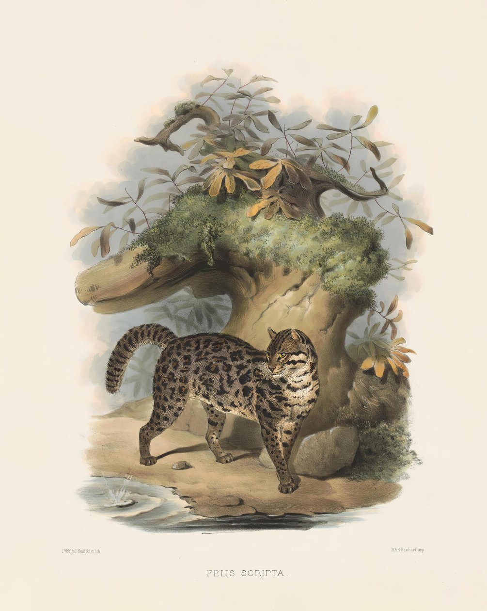  de Joseph Wolf