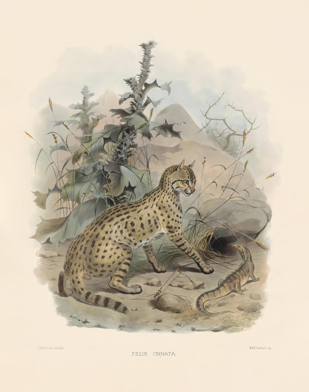  de Joseph Wolf