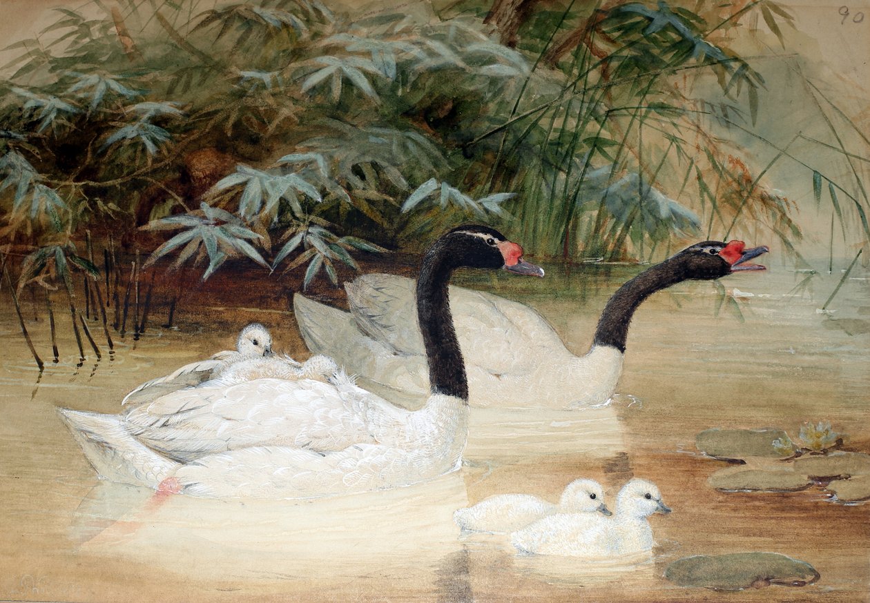 Cisne de cuello negro (Cygnus nigricollis), 1852-54 de Joseph Wolf