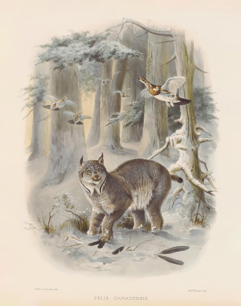  de Joseph Wolf
