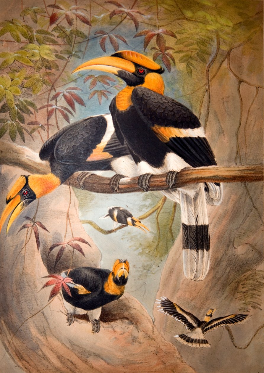Cálao de casco cóncavo, 1861 de Joseph Wolf