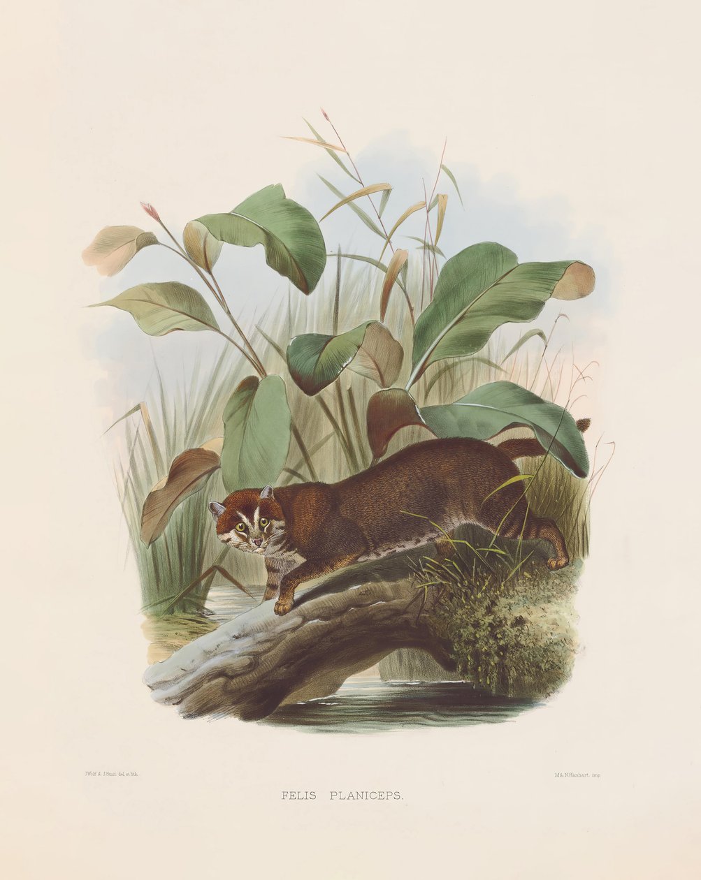  de Joseph Wolf